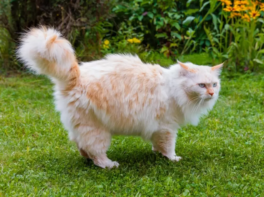orange Turkish Angora