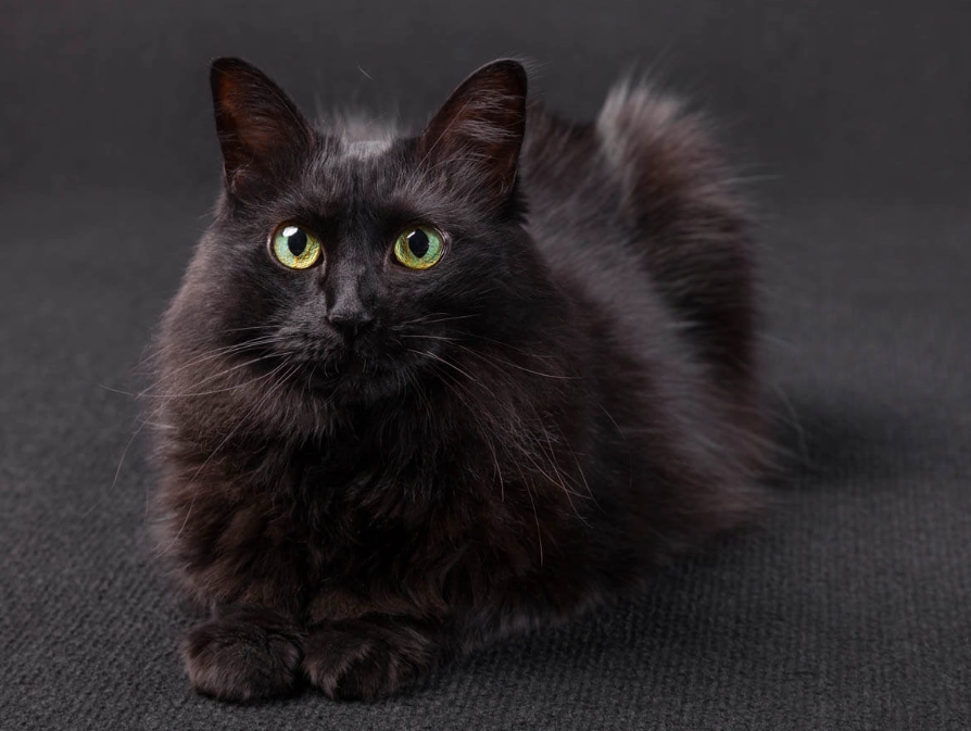 black Turkish Angora cat