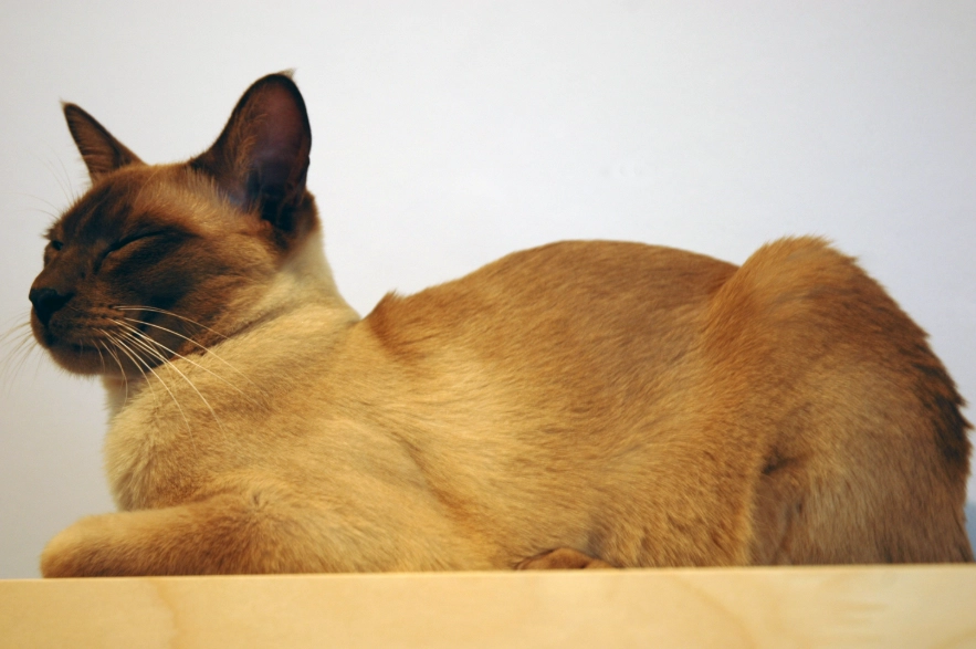 orange tonkinese cat orange tonkinese cat