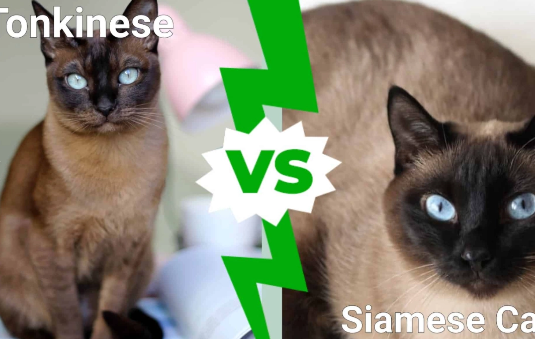 Siamese cat vs Tonkinese