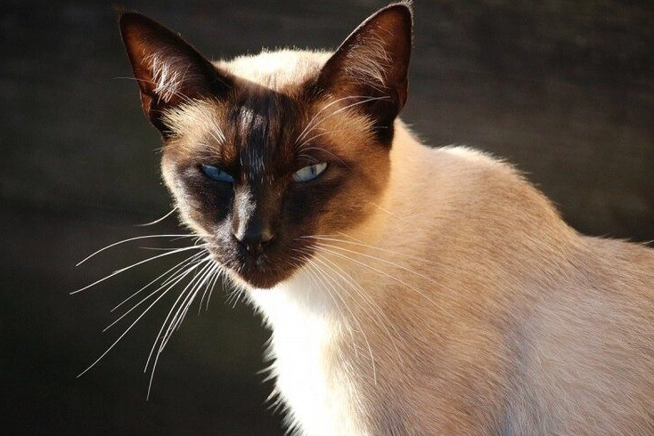 Tonkinese cat personality