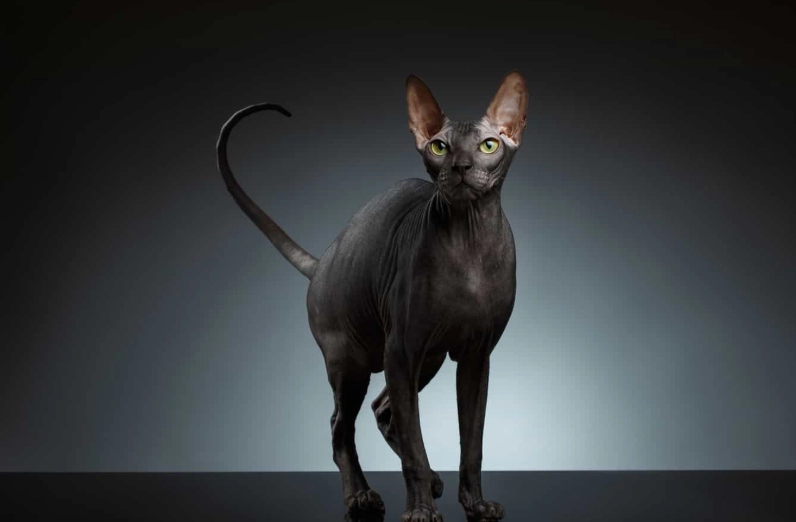 hairless cat breeds hairless cat breeds