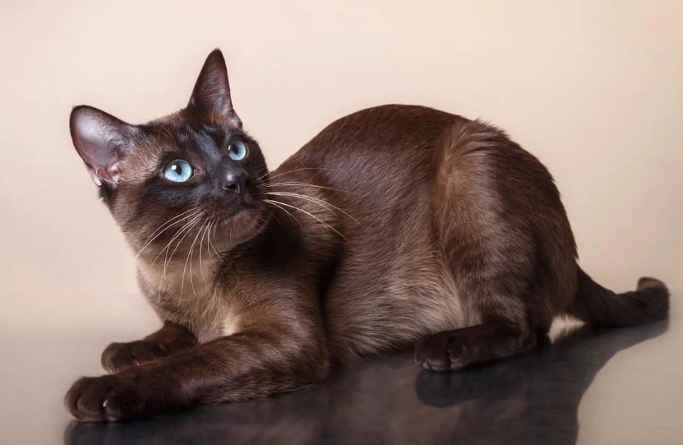 black Tonkinese black Tonkinese