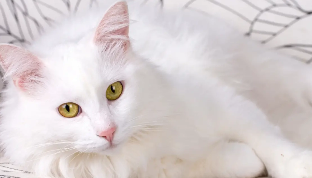 Turkish Angora temperament