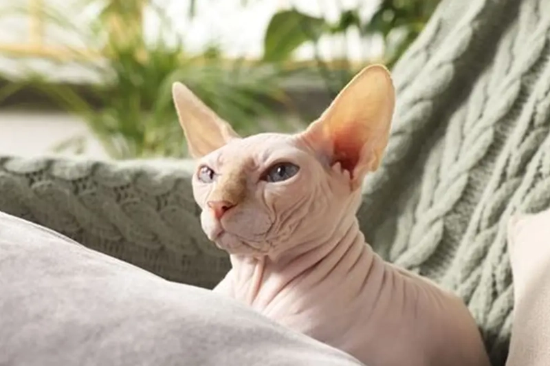 Sphynx cat care Sphynx cat care