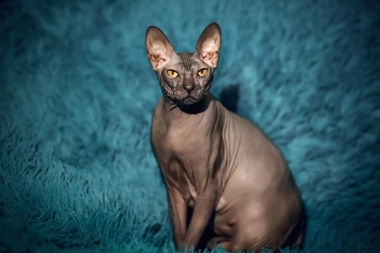 Sphynx cat care Sphynx cat care