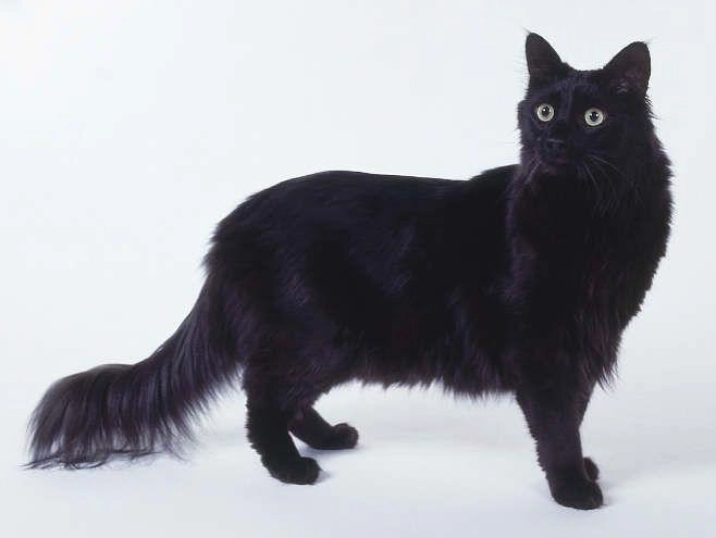 Turkish Angora cat care