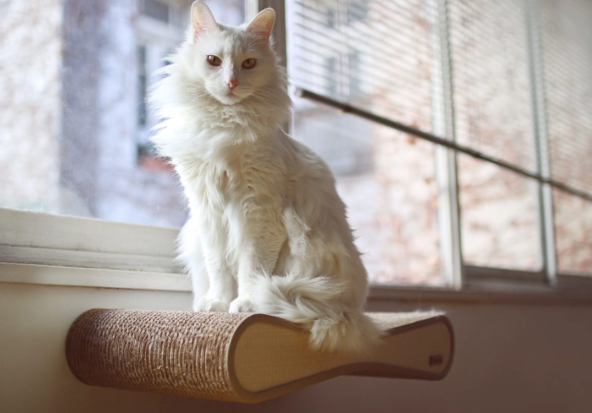 buy Turkish Angora cat
