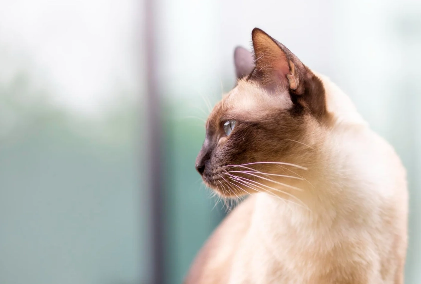 tonkinese cat colors tonkinese cat colors