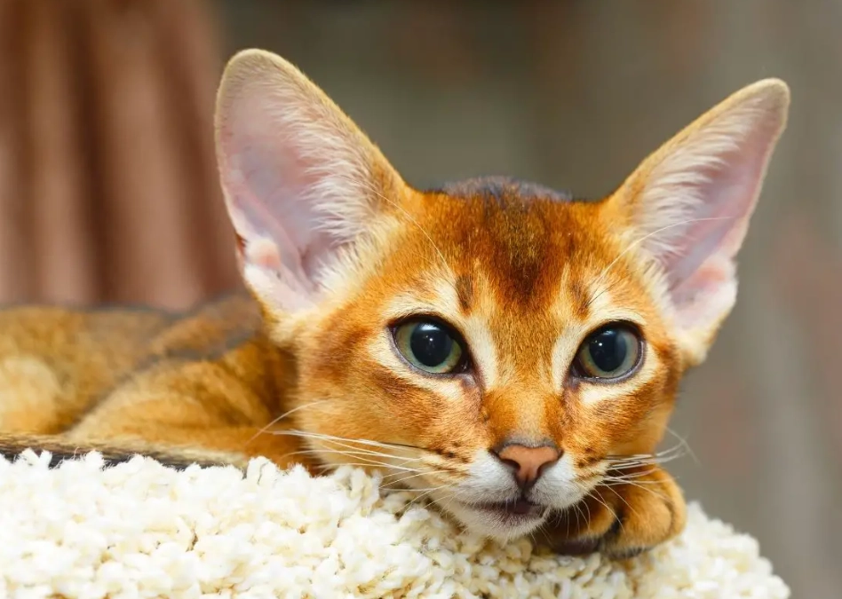 Abyssinian cat cuddling