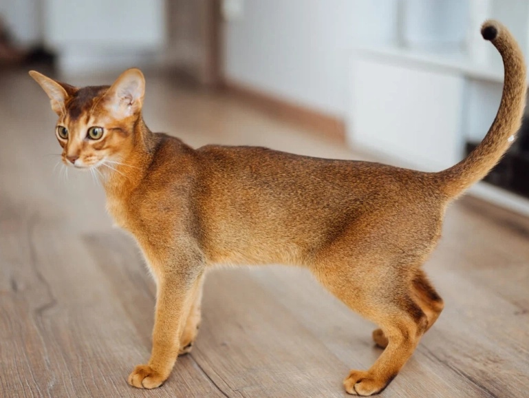 Abyssinian Tabby cat mix