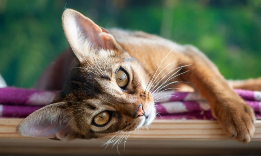 Tabby Abyssinian mix