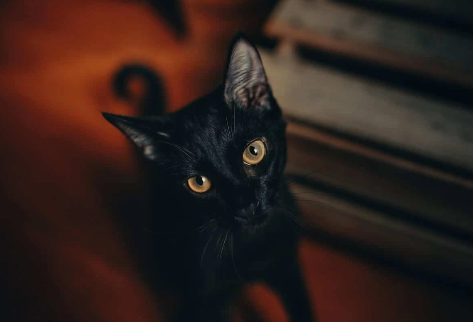 black Abyssinian cat