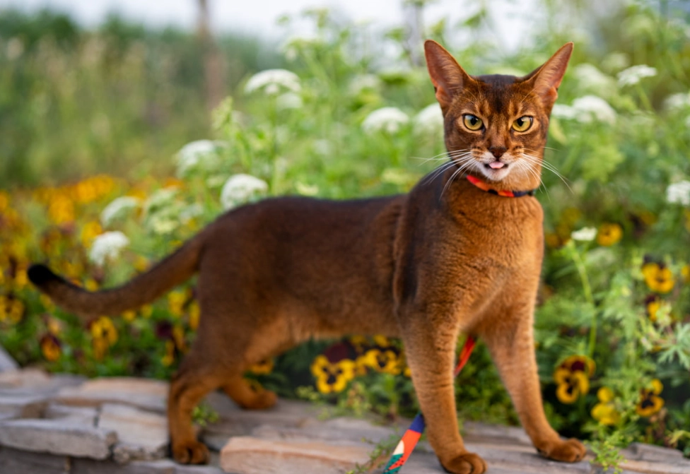 Abyssinian cat health issues Abyssinian cat health issues