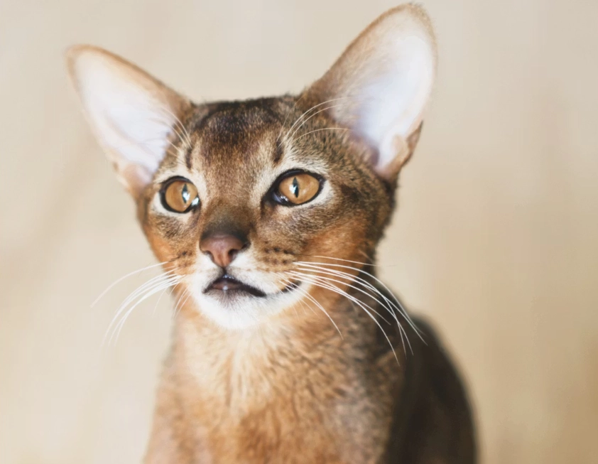 black Abyssinian cat