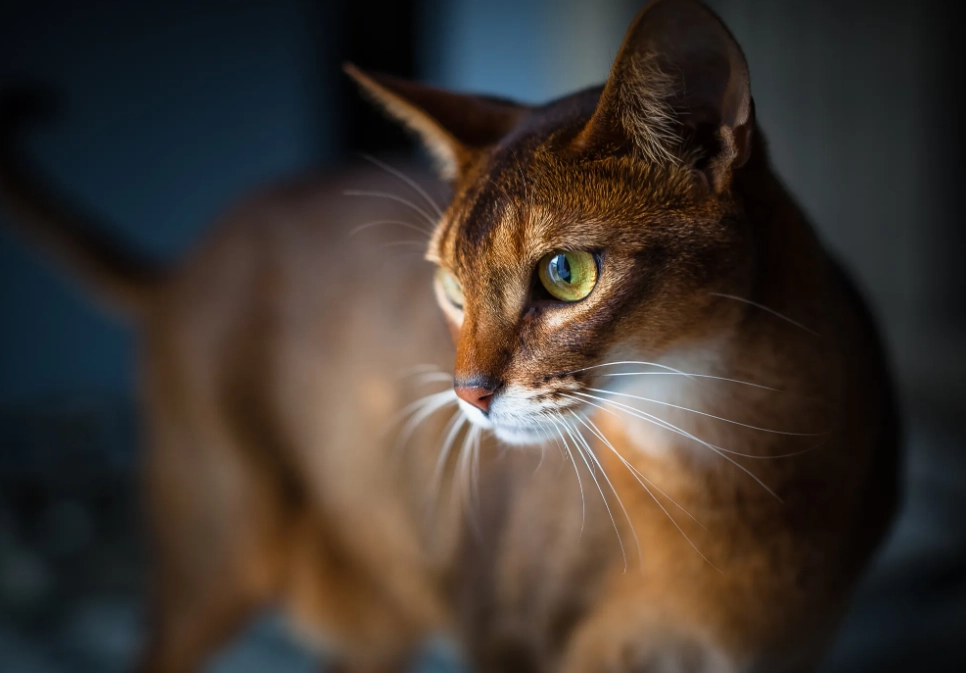 Abyssinian cat cuddling