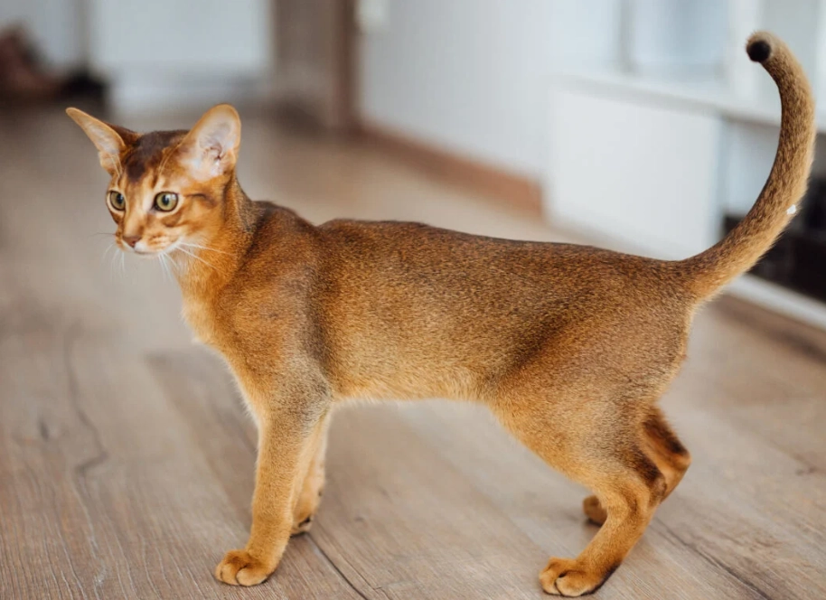 ruddy Abyssinian ruddy Abyssinian