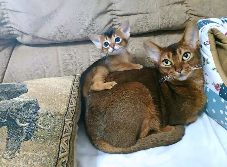 Abyssinian cat health issues Abyssinian cat health issues