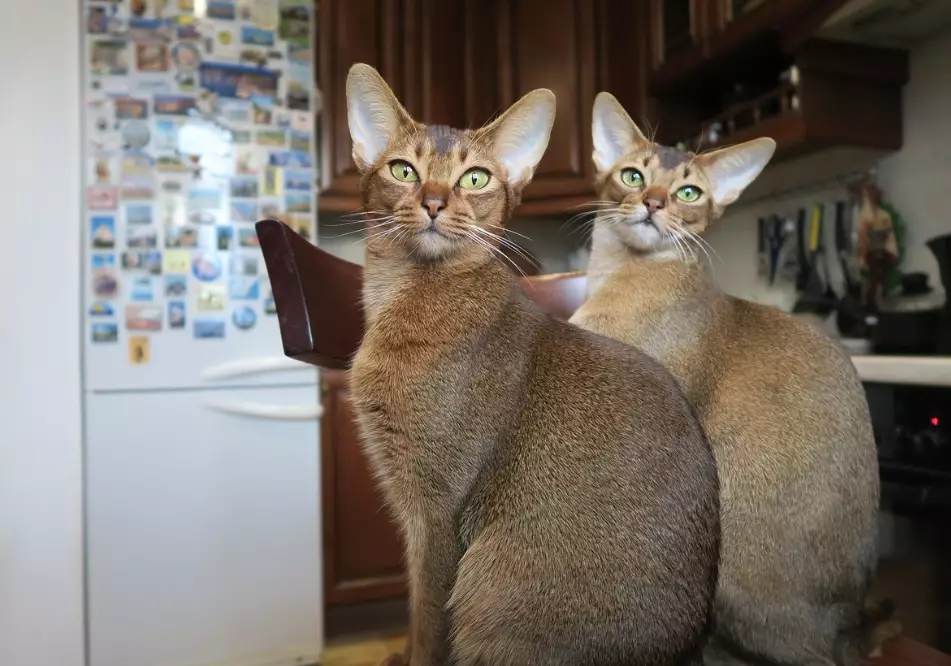 Abyssinian cat personality