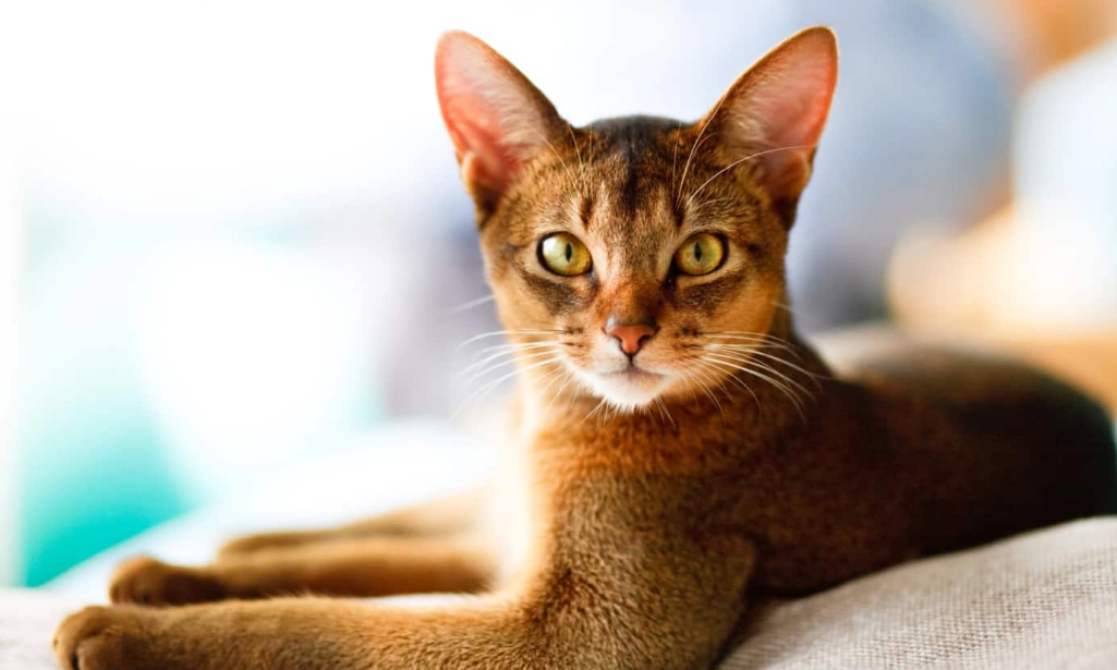 Abyssinian breed information
