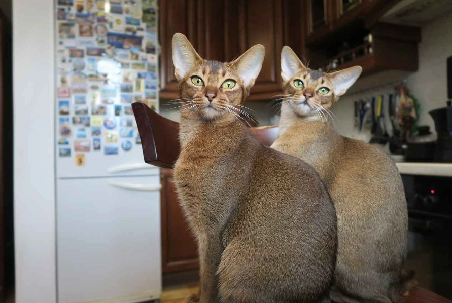 Abyssinian cat colors