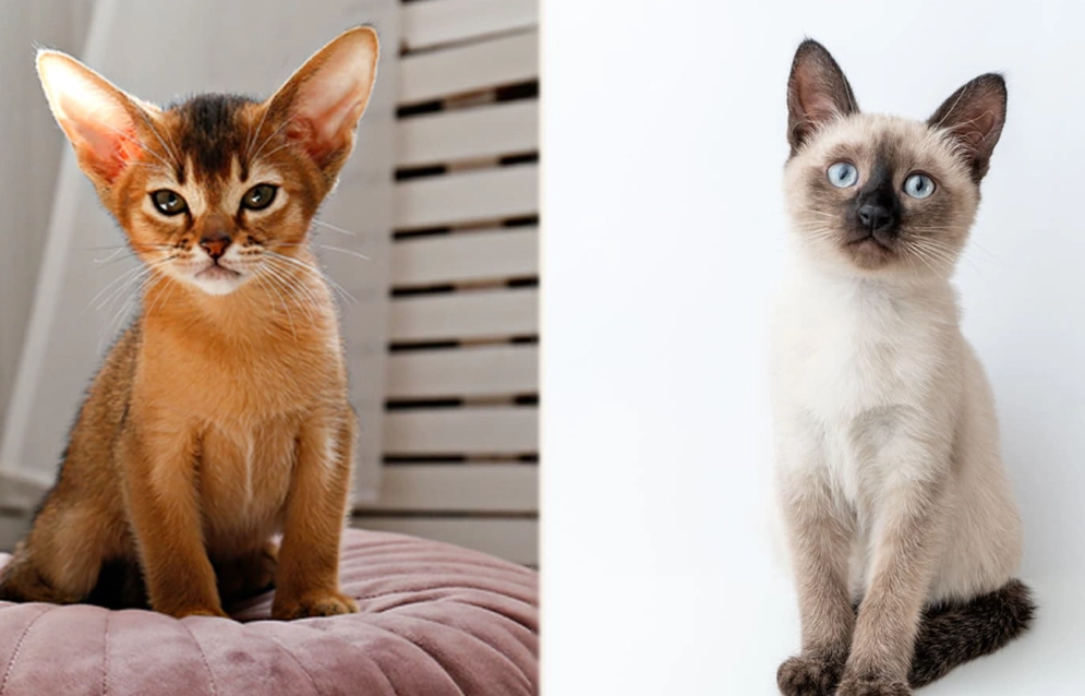 Abyssinian cat personality