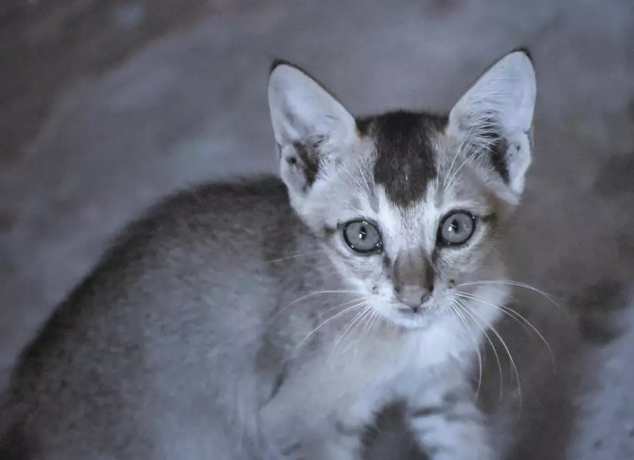 grey Abyssinian cat grey Abyssinian cat