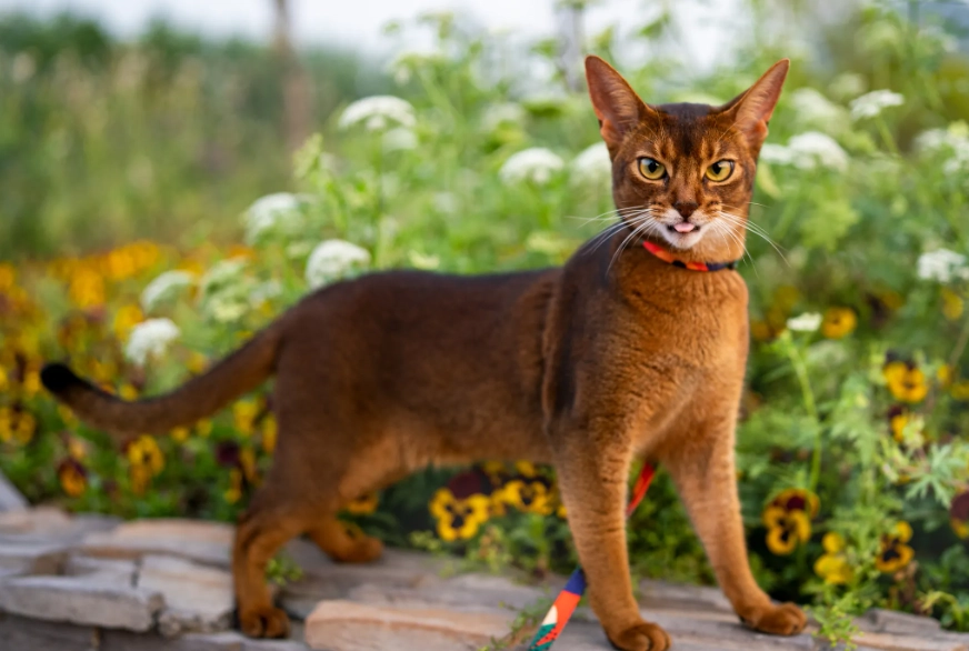 ruddy Abyssinian