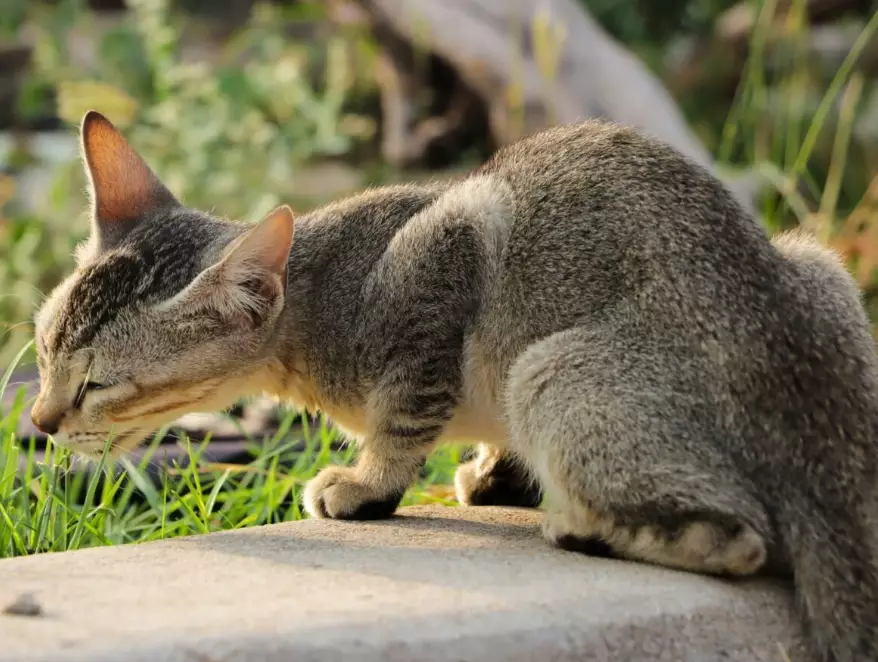 Abyssinian mix cat