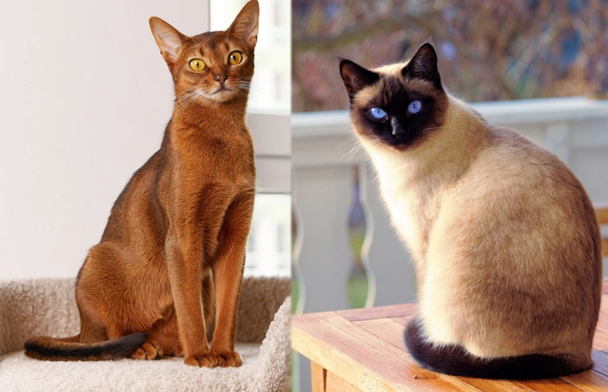 Abyssinian cat breed standard