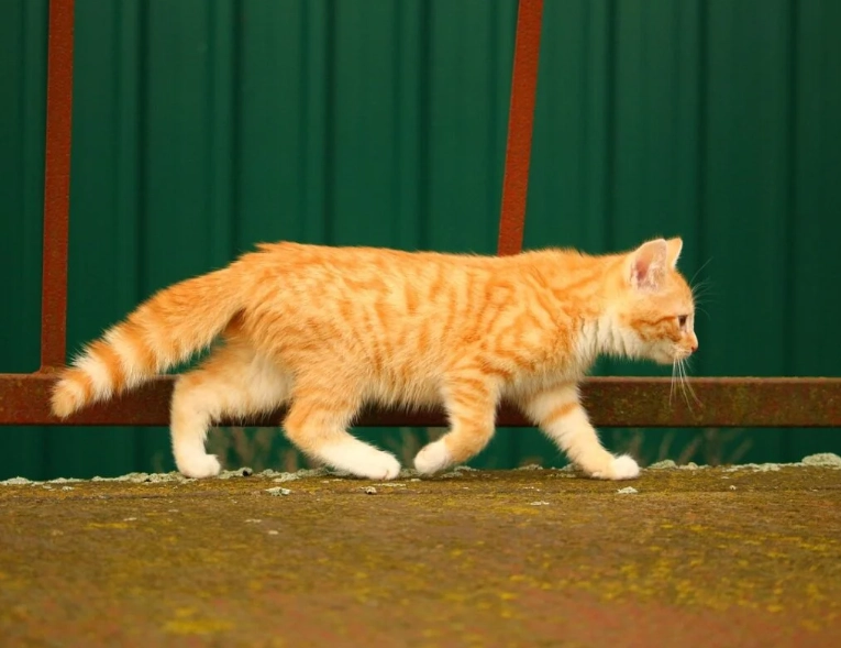Abyssinian cat white
