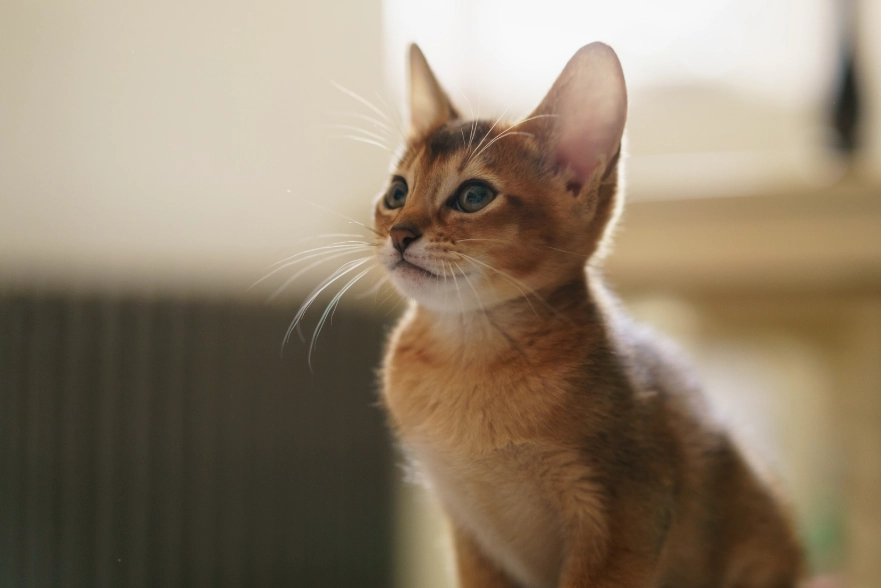 Abyssinian cat identification Abyssinian cat identification