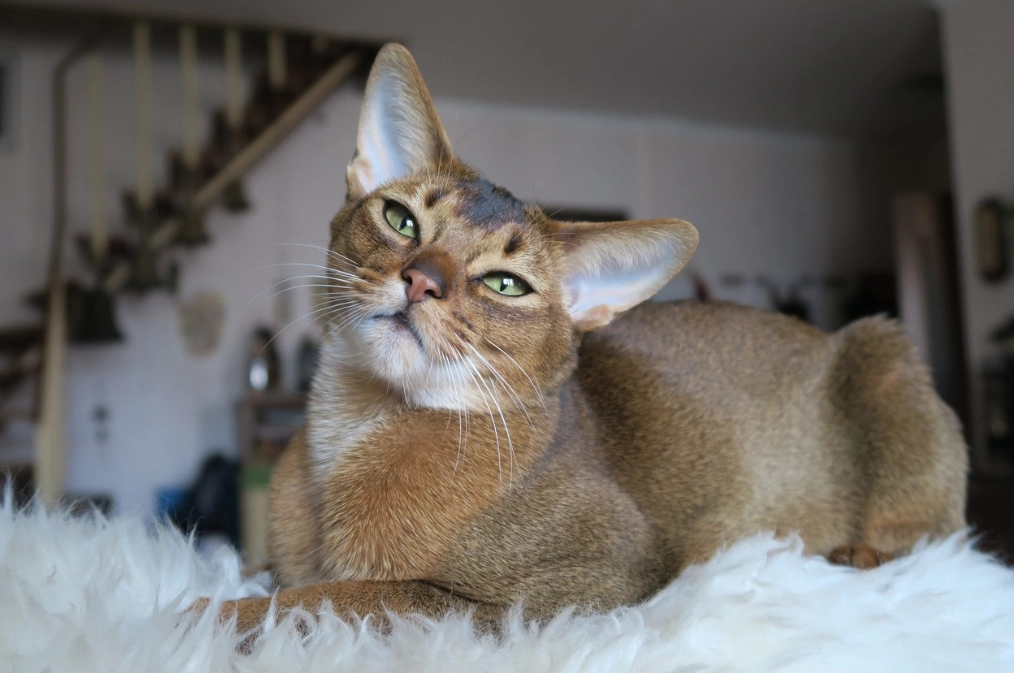 Abyssinian cat colors Abyssinian cat colors