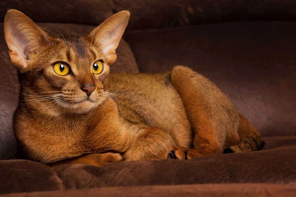 orange Abyssinian cat