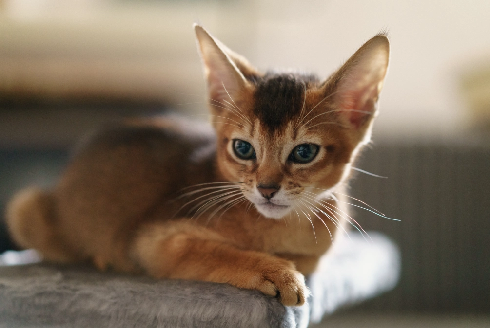 how long do Abyssinian cats live how long do Abyssinian cats live