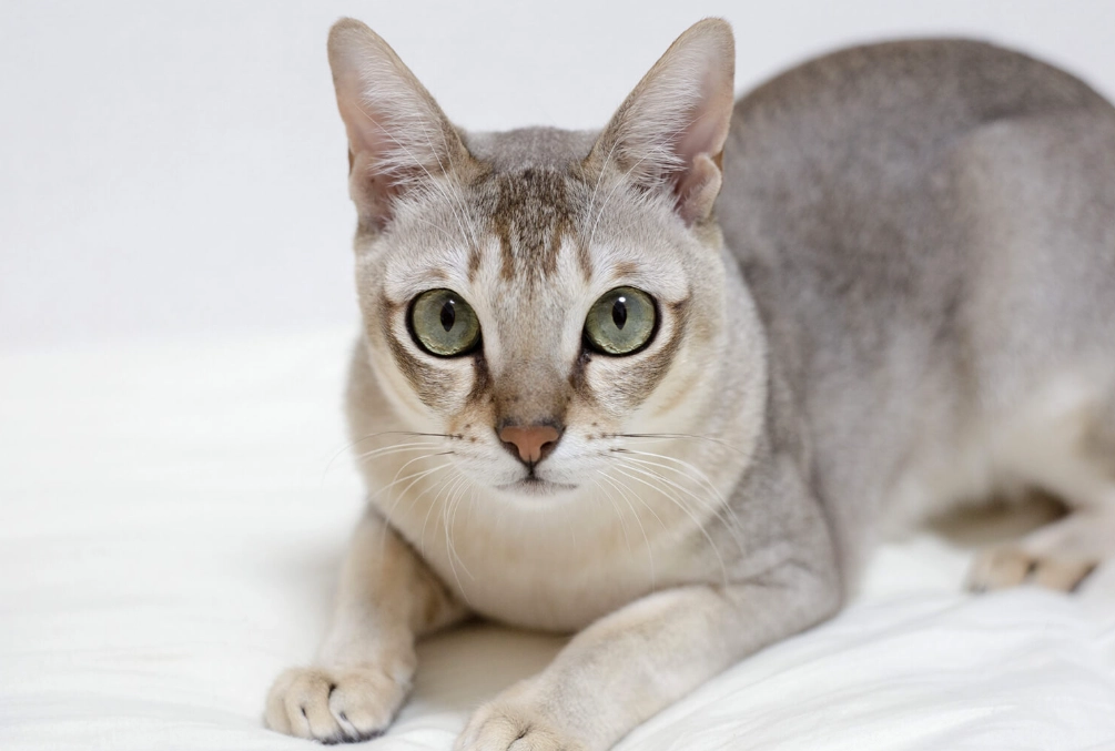 white Abyssinian cat white Abyssinian cat