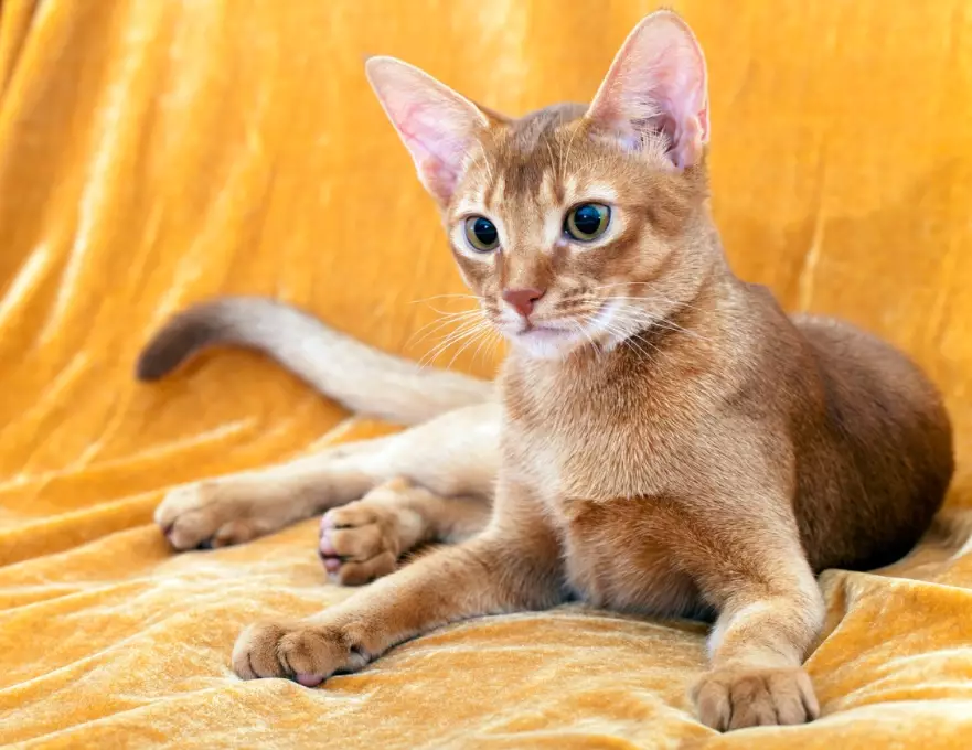 Abyssinian breed standard