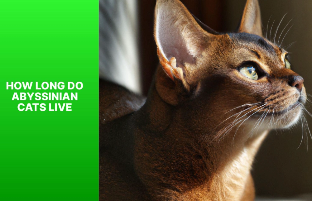 Abyssinian cat lifespan Abyssinian cat lifespan