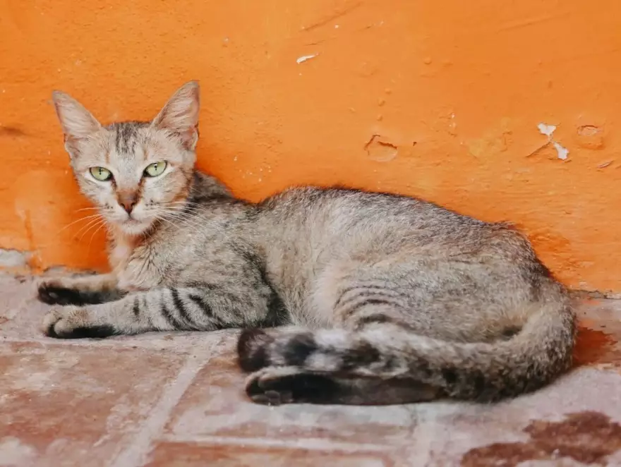 Abyssinian Tabby mix
