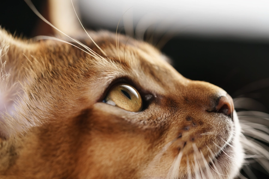 Abyssinian cat identification Abyssinian cat identification