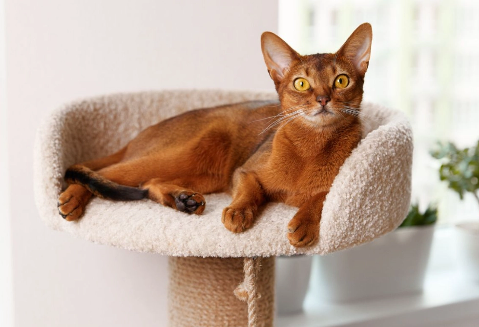 Abyssinian cat grooming Abyssinian cat grooming
