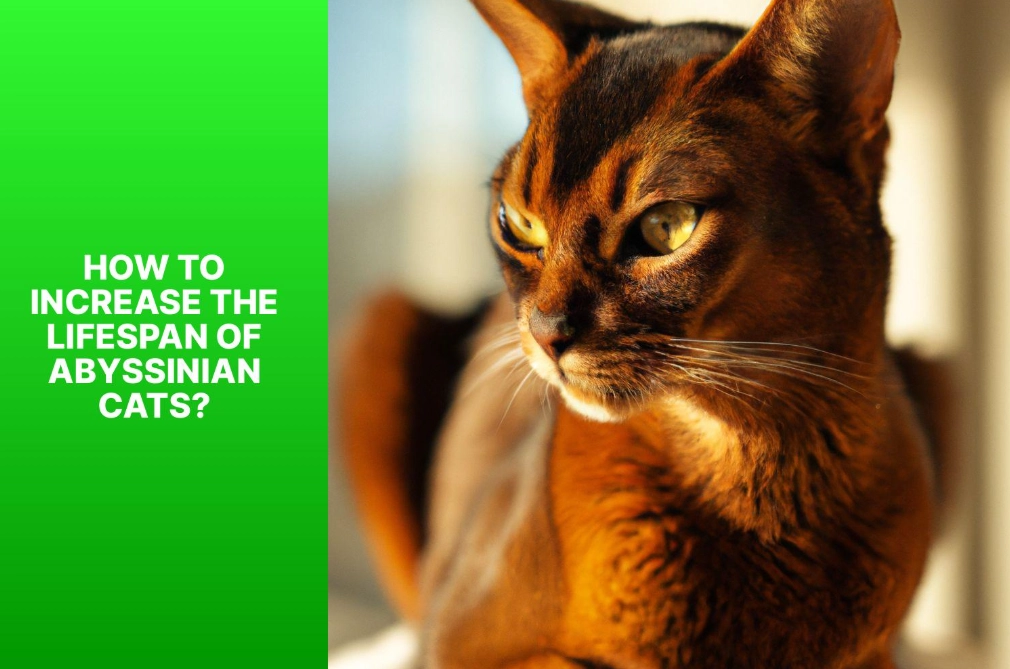 Abyssinian cat health Abyssinian cat health