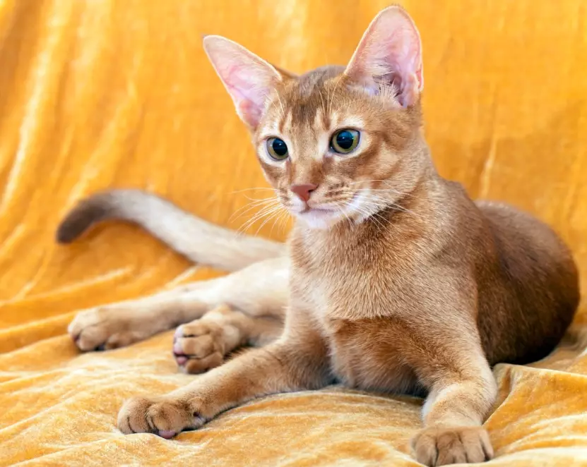 Abyssinian cat colors
