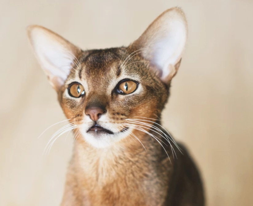 Ruddy Abyssinian