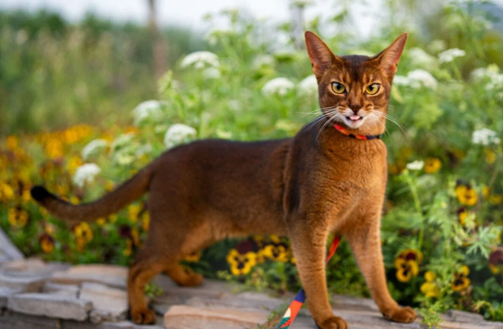 Abyssinian cat lifespan