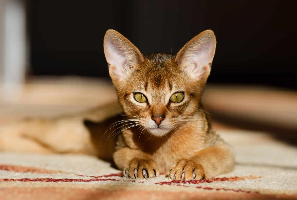 Abyssinian breed information
