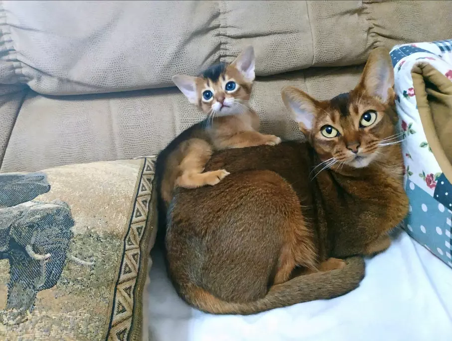 Are Abyssinian cats affectionate