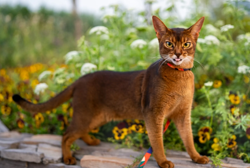 Abyssinian cat traits