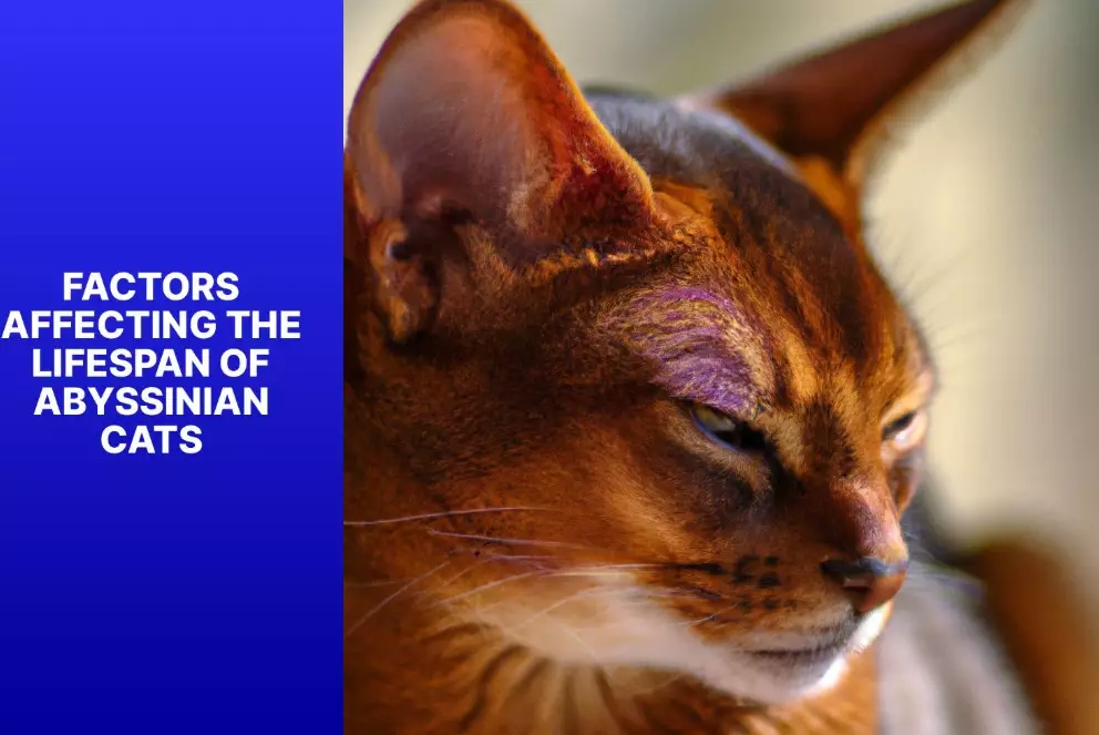 how long do Abyssinian cats live how long do Abyssinian cats live