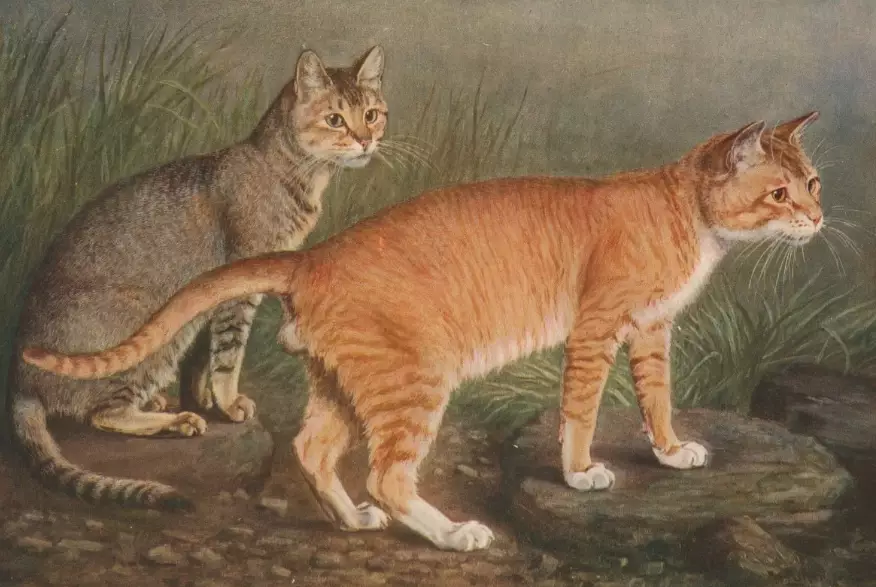 Abyssinian Tabby mix